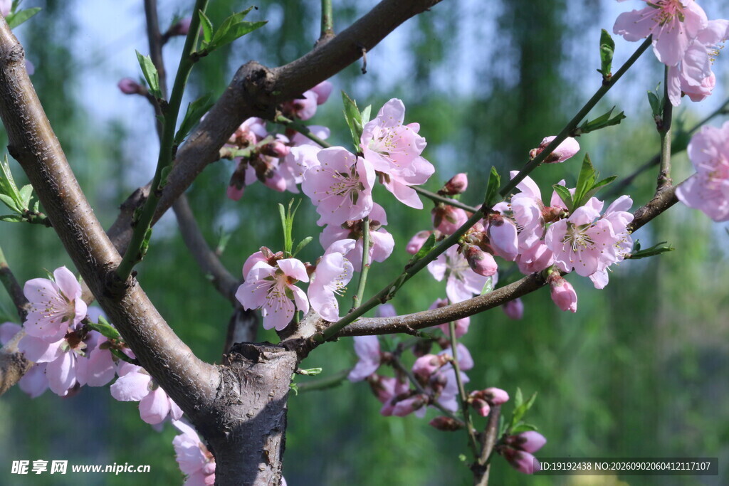 桃花  