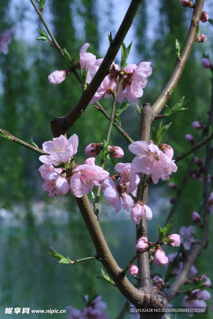 桃花 