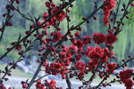 碧桃花  