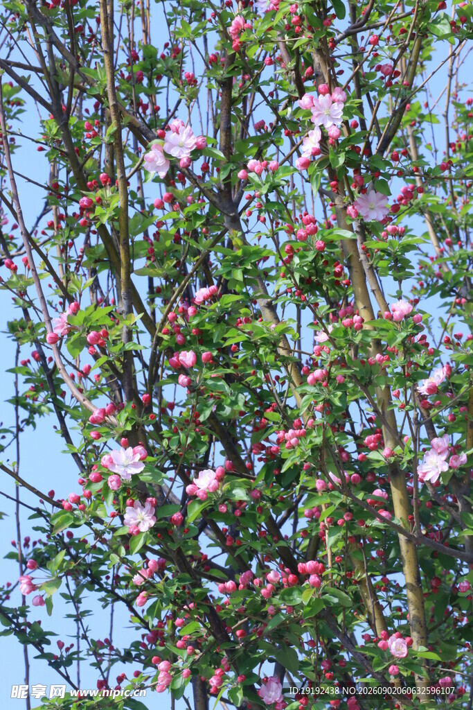 西府海棠花 