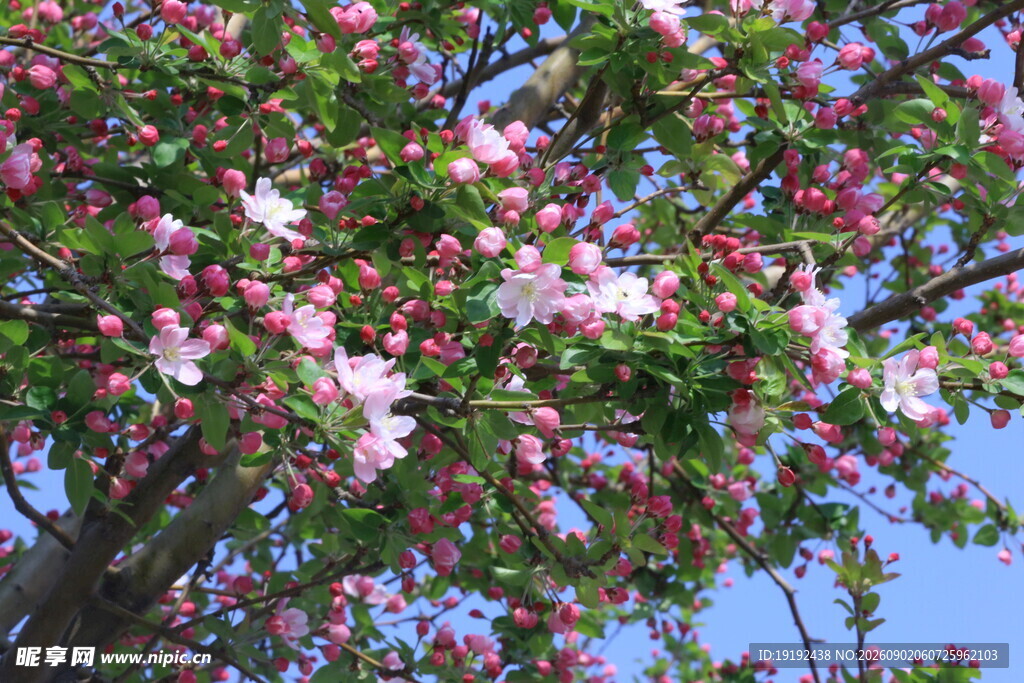 西府海棠花  