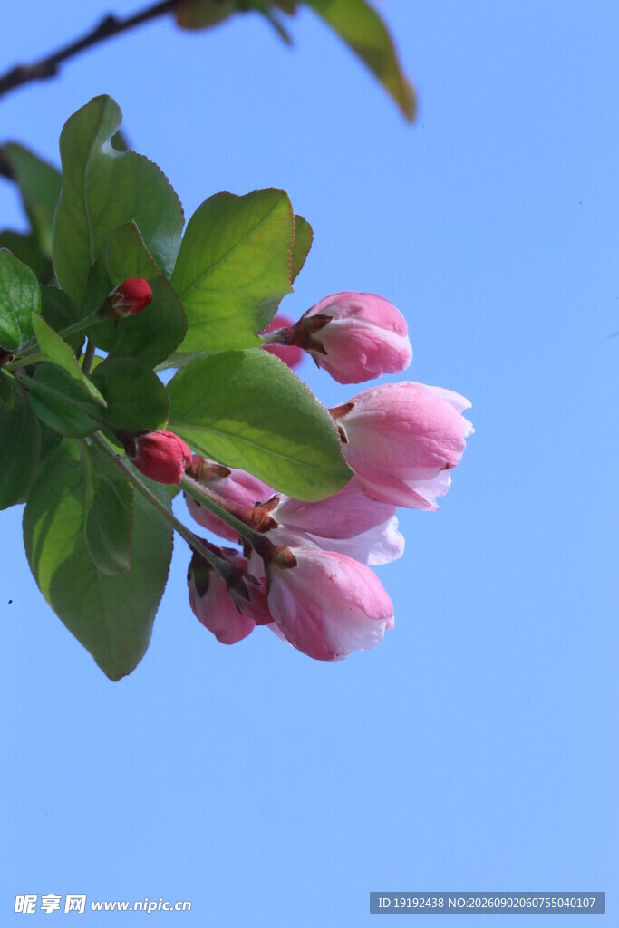 西府海棠花  