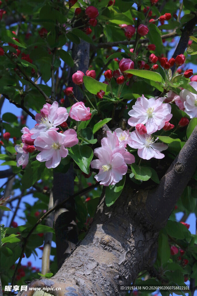 西府海棠花 