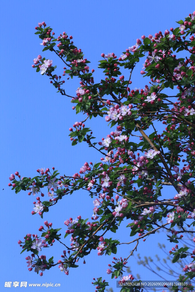 西府海棠花 
