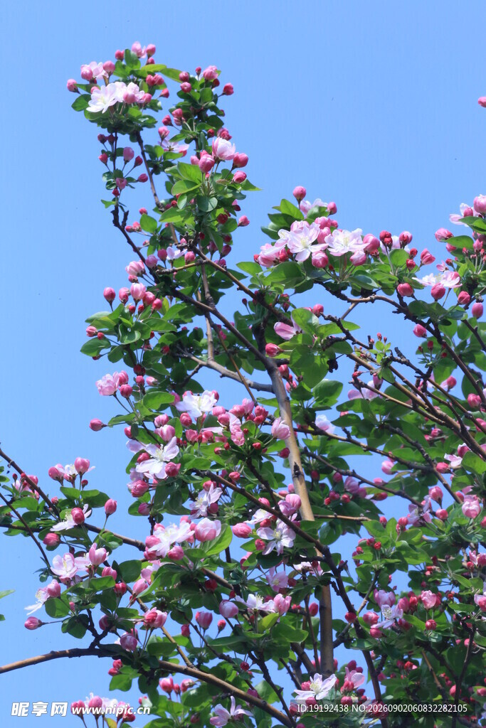 西府海棠花  
