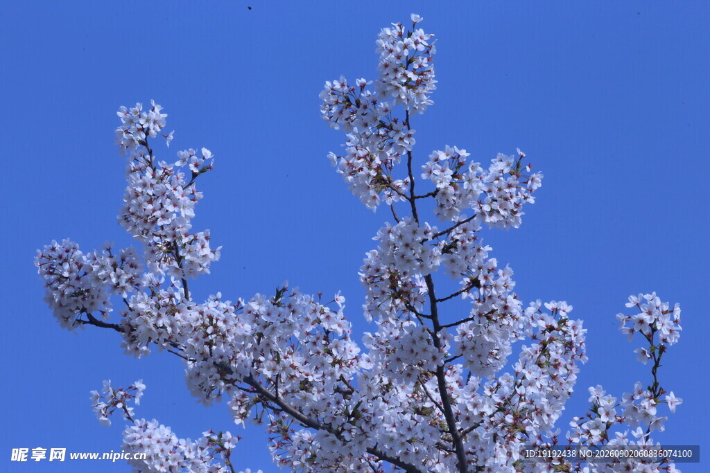 樱花  