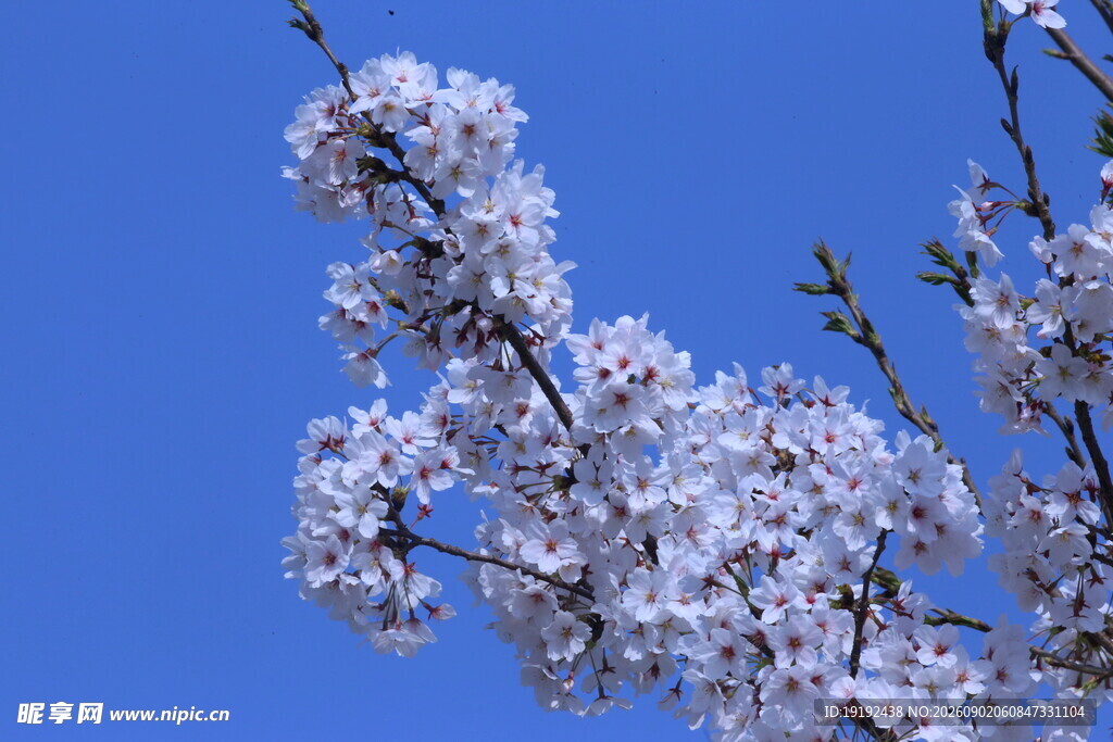 樱花  
