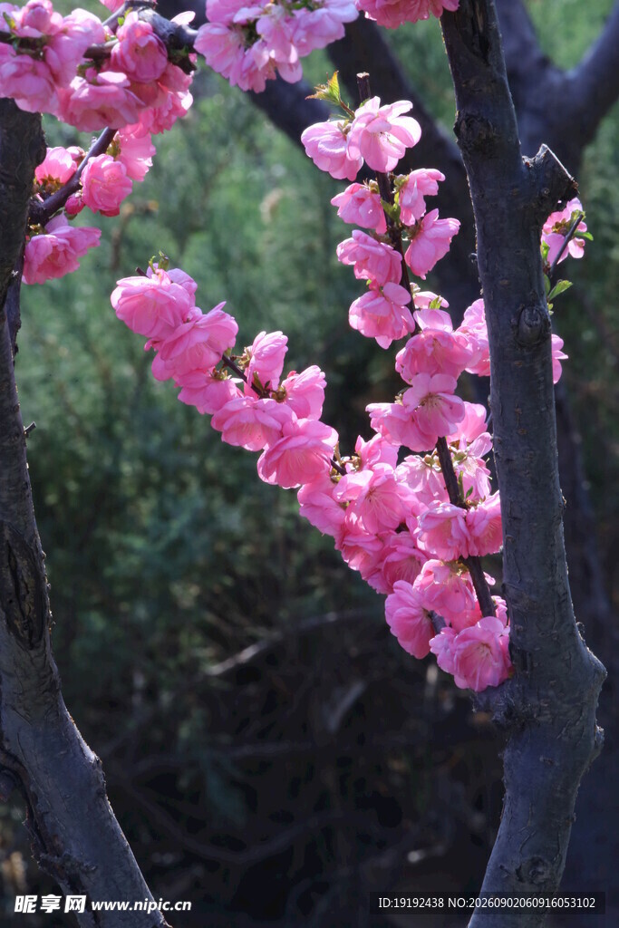榆叶梅 