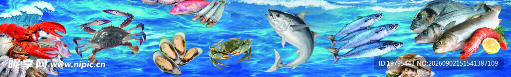 海鲜 海底世界多彩海洋生物