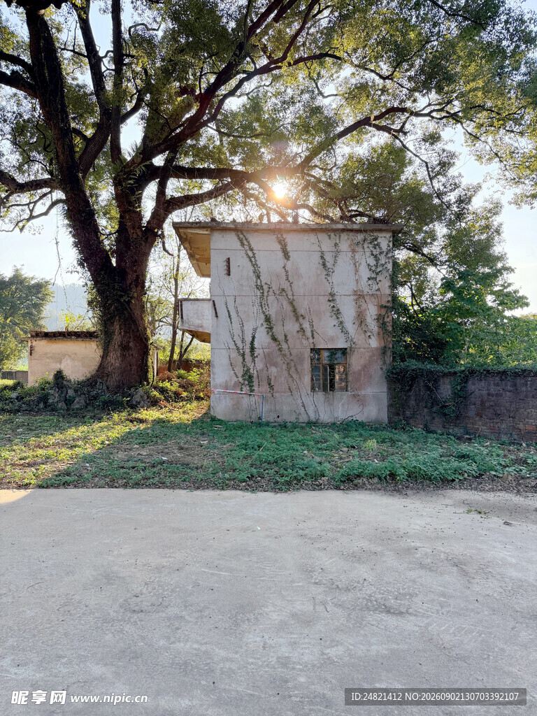 乡村小屋旁的大树与阳光