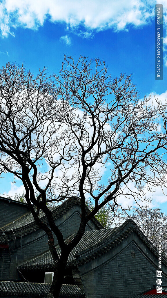 蓝天映衬下的古朴屋舍与枯树