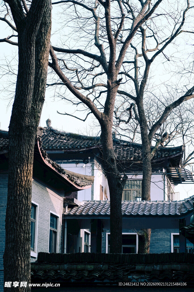 中式古建筑旁的萧瑟树木