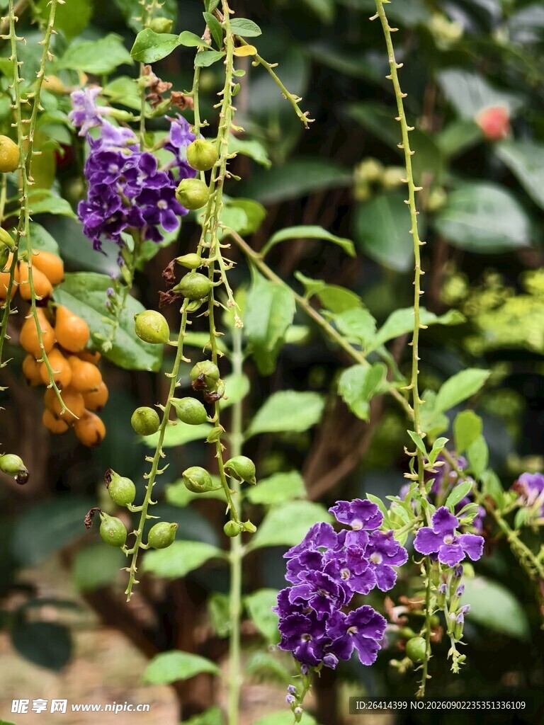 蕾丝金露花