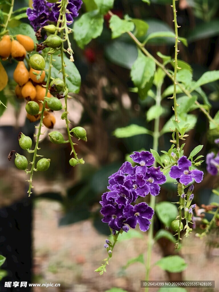 蕾丝金露花