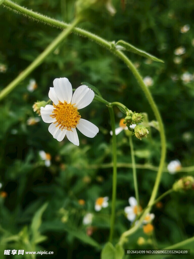 白花鬼针草