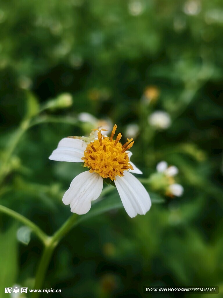 白花鬼针草