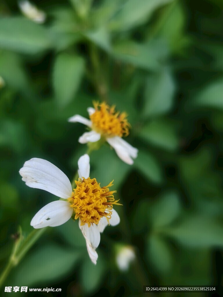 白花鬼针草