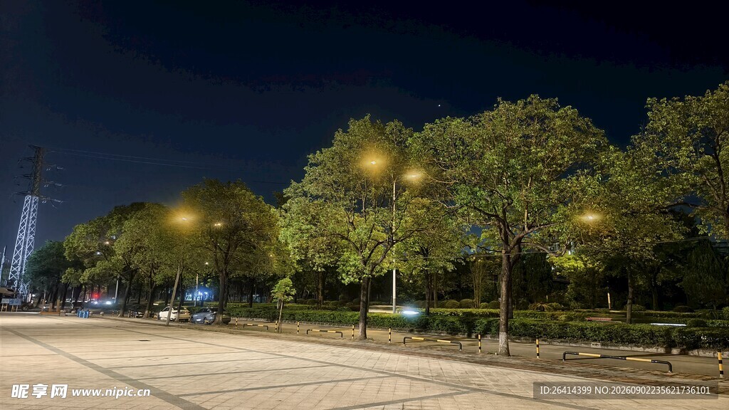 城市夜晚的静谧林荫道