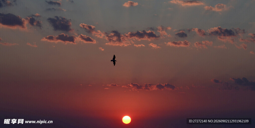 夕阳下飞鸟翱翔的美景