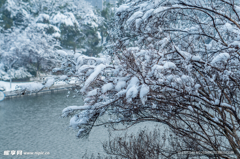 雪覆枝头湖畔冬日景致