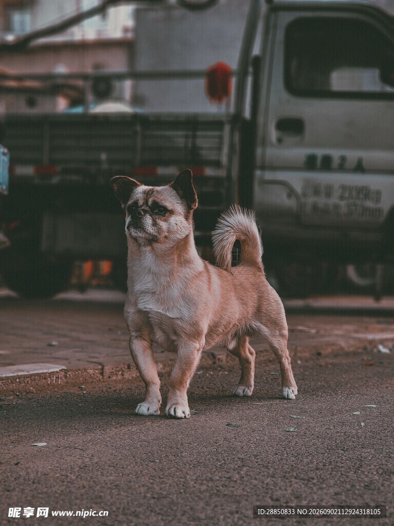 街头可爱小狗站立模样