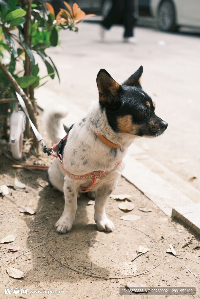 路边可爱小狗狗