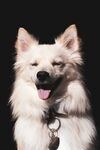微笑的白毛犬