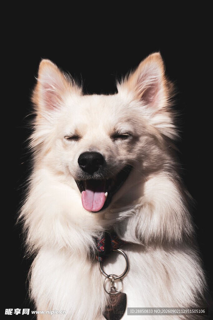 微笑的白毛犬