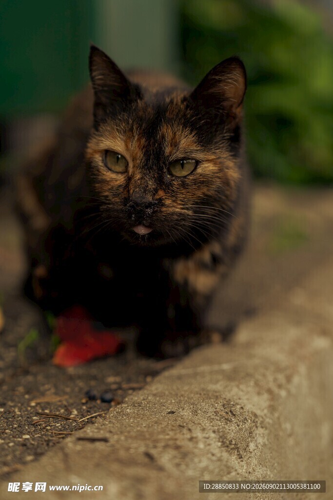 蹲坐的三色猫