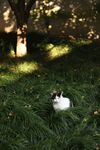 草地上的可爱猫咪