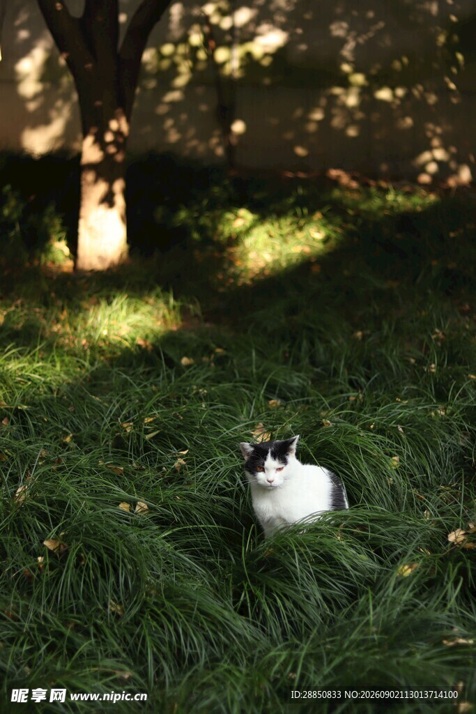 草地上的可爱猫咪