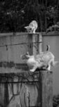 屋顶上的猫咪