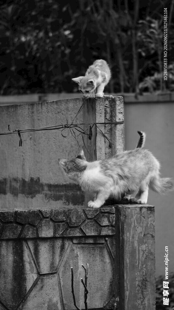 屋顶上的猫咪