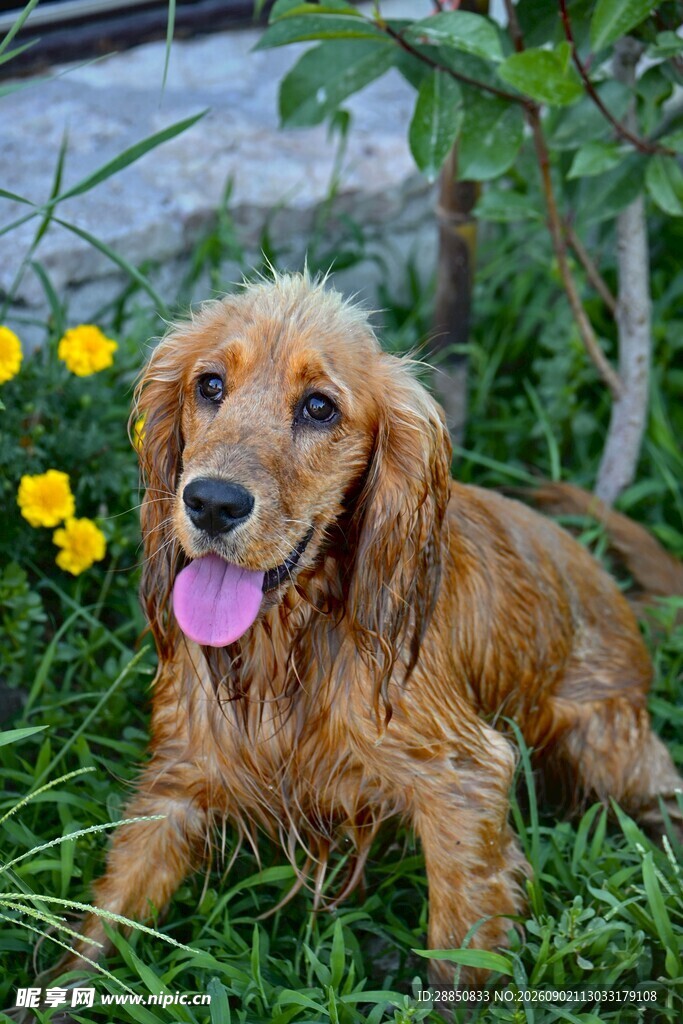 金毛犬惬意躺于花草间
