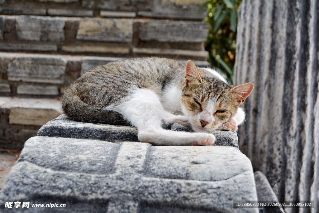石上休憩的猫咪