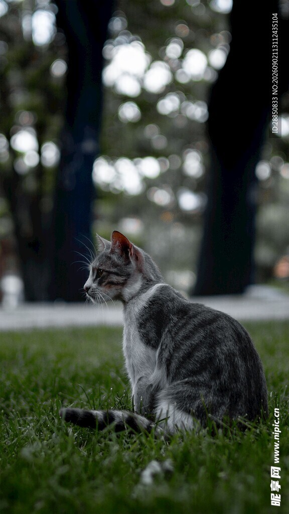 草地上的可爱猫咪