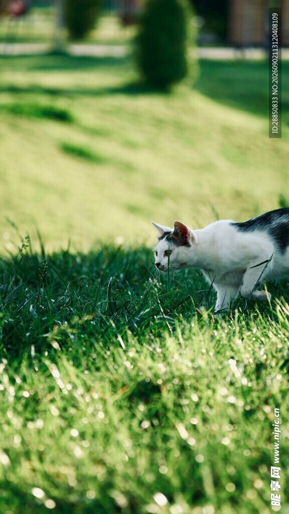 草地上的可爱猫咪