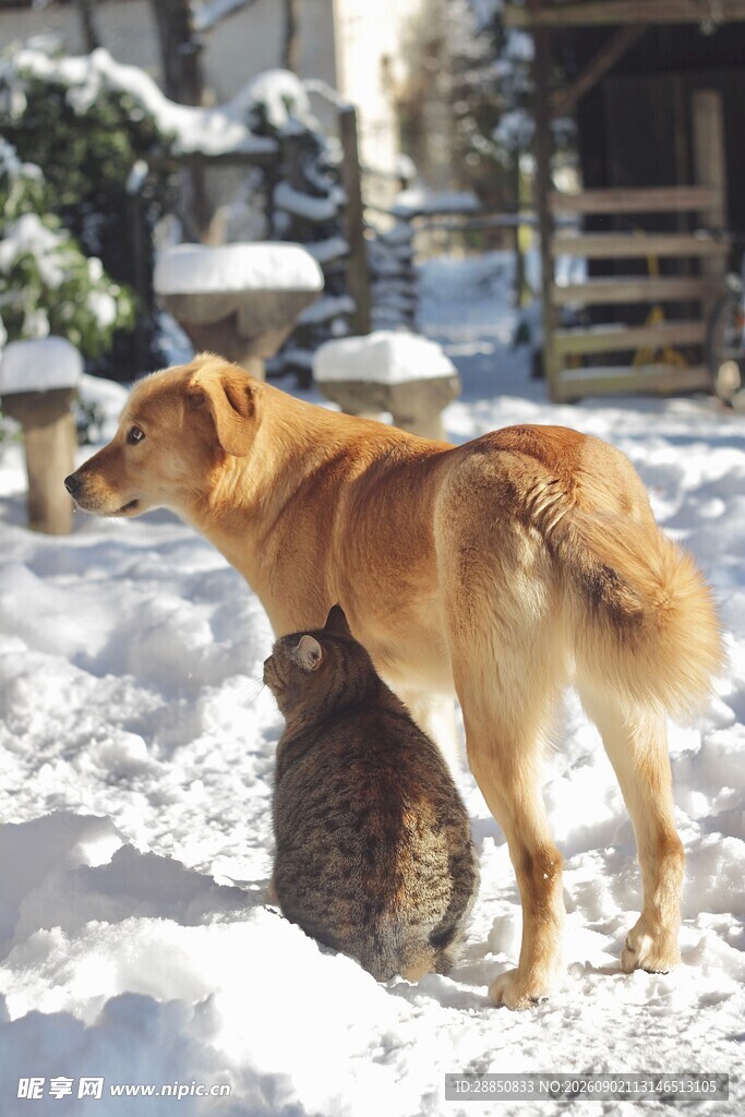 雪地上依偎的猫狗