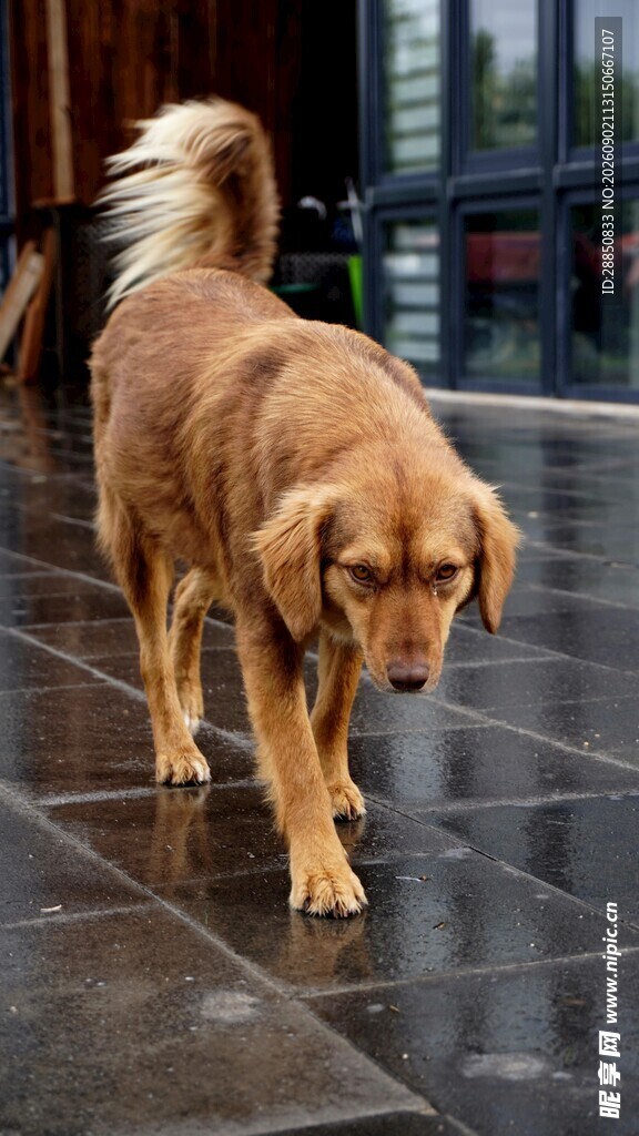 雨中漫步的金毛犬