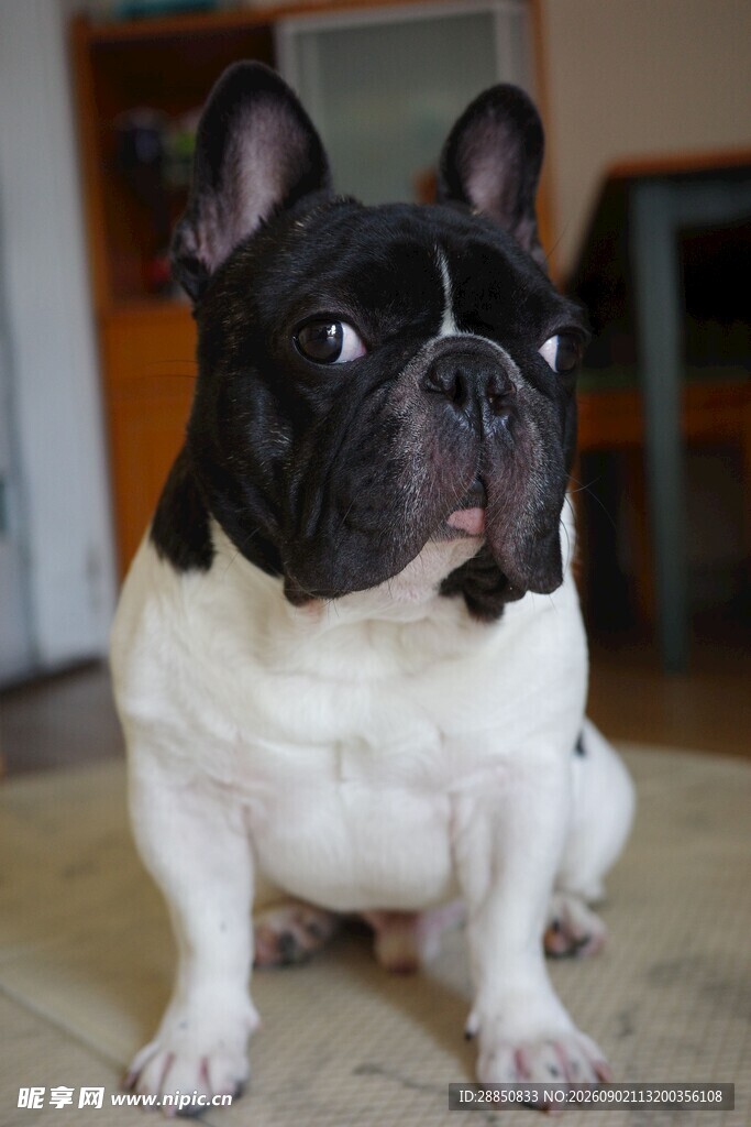 可爱法斗犬端坐