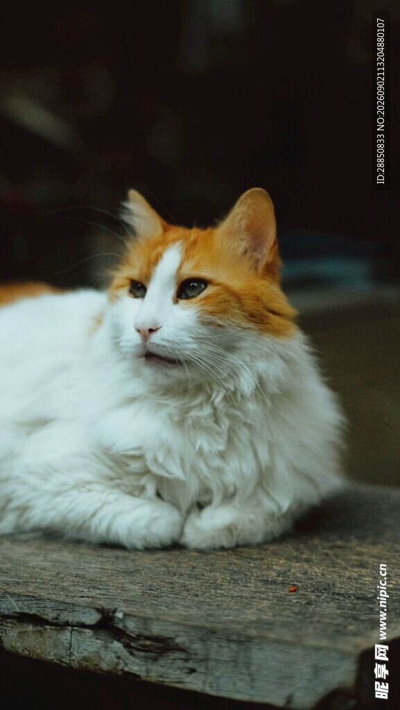 慵懒猫咪惬意趴坐