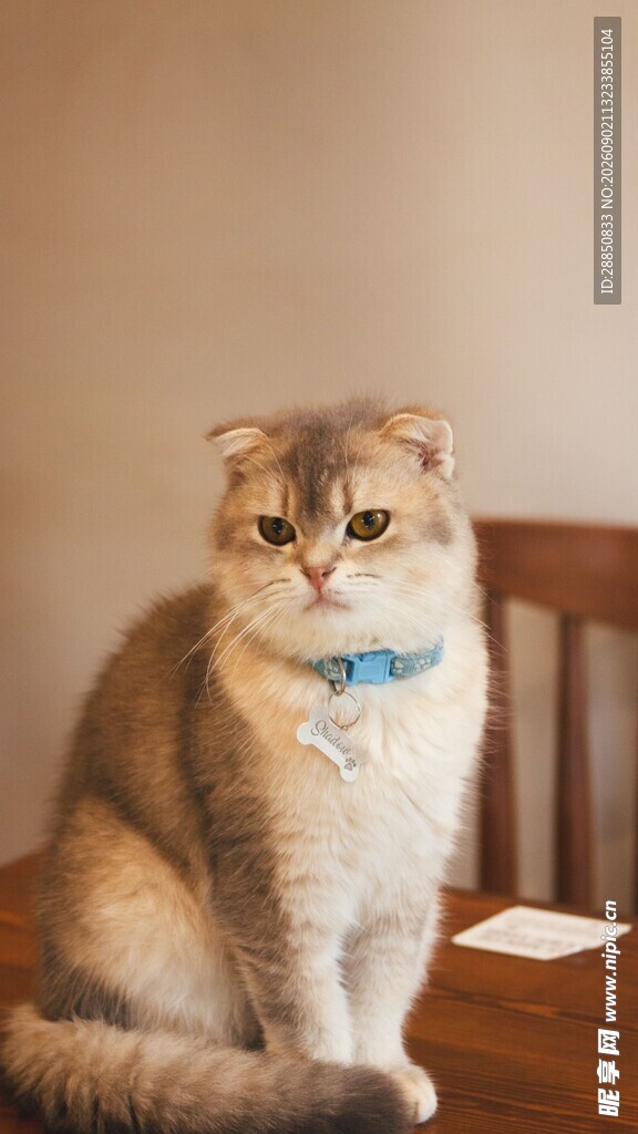 可爱猫咪佩戴蓝色领结