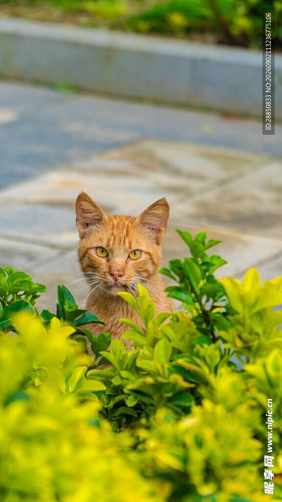 草丛中的可爱猫咪