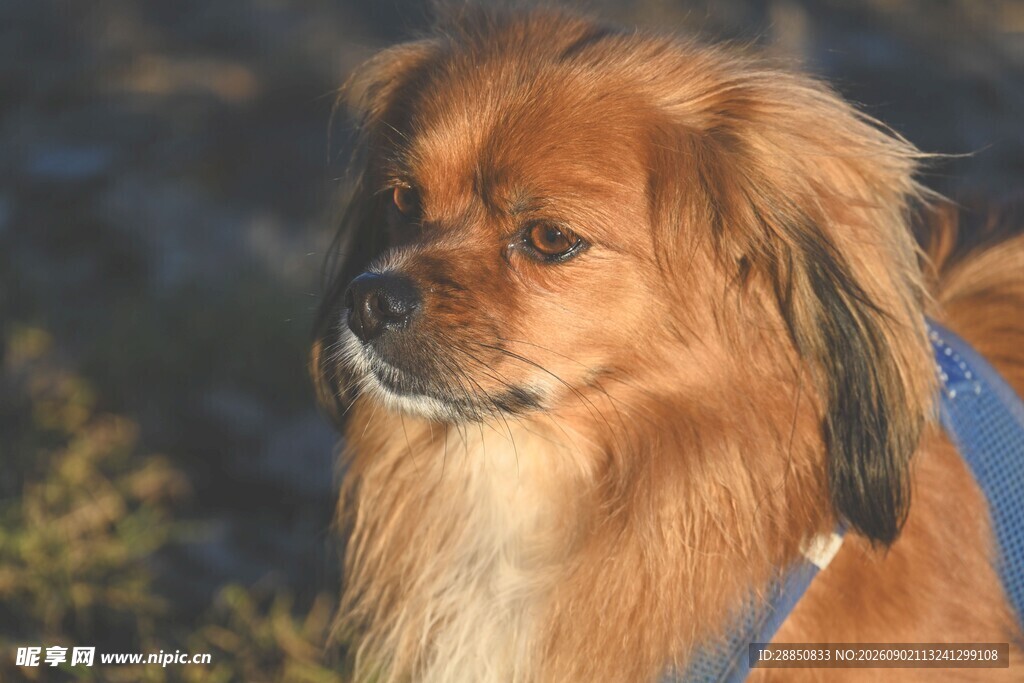 长毛棕犬侧头温柔凝视