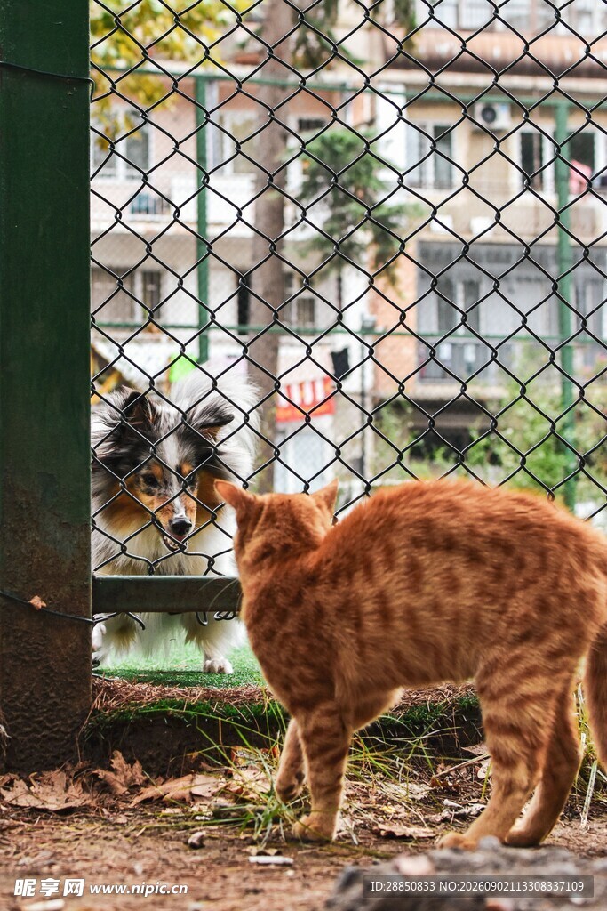 围栏边对视的两只猫咪
