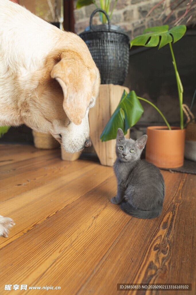 狗狗与猫咪的温馨互动
