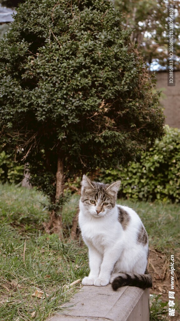 户外石上的可爱猫咪