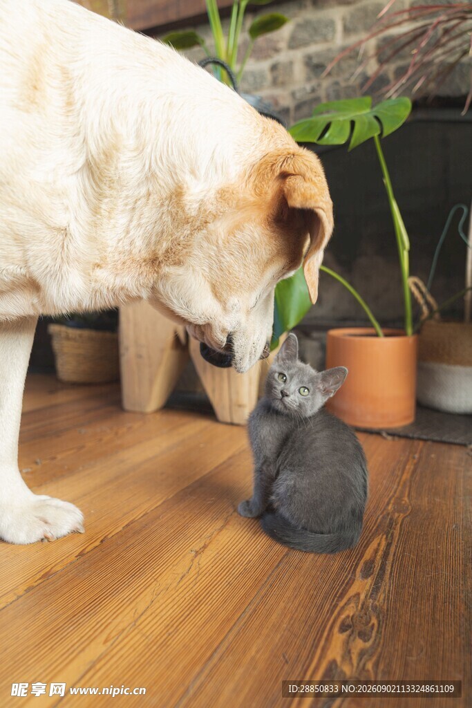 大狗小猫温馨互动瞬间