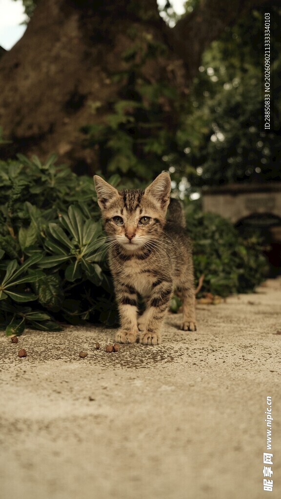 户外萌态小猫