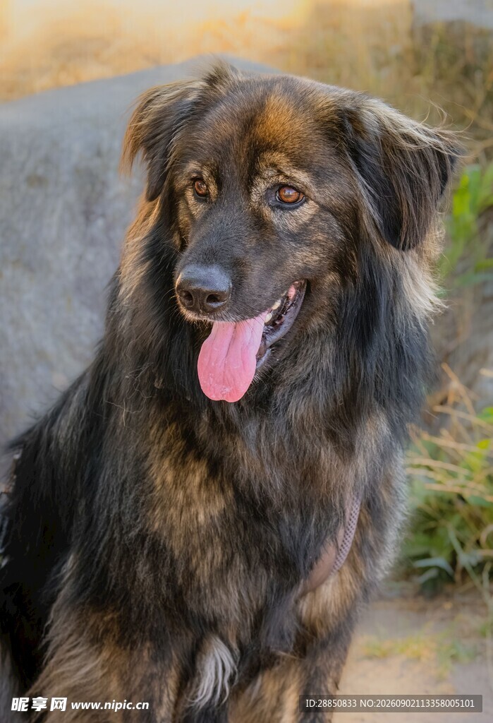 可爱长毛犬吐舌露欢颜